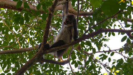 Mono araña entre ramas rascando su cabeza con expresión de Confusion