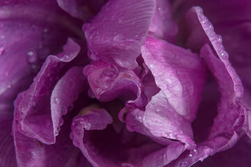 Macro photo of a purple Tulip with drops after rain. Backgrounds, textures, and abstractions.