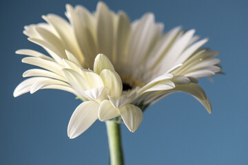 elegant single white gerbera daisy with dark blue background 