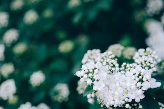 White spireae flowers