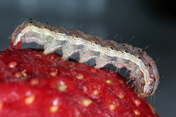 Caterpillar of the cotton bollworm, corn earworm or Old World (African) bollworm Helicoverpa...