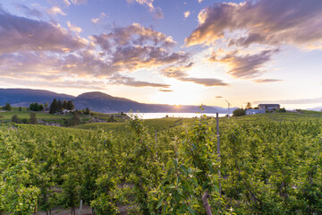 A beautiful sunset Over The Vineyards of the Okanagan wine valleys and Okanagan Lake