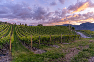 A beautiful sunset Over The Vineyards of the Okanagan wine valleys and Okanagan Lake