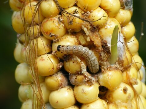 Caterpillar of The European corn borer or borer or high-flyer (Ostrinia nubilalis) on corn cob and grains. It is a moth of the family Crambidae. It is a one of most important pest of corn crop.