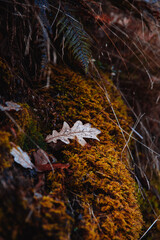 fallen autumn leaves