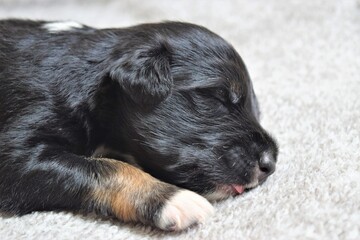 Beautiful rescued puppy sleeping after eating