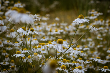 Gänseblümchen