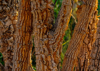 Fototapeta premium tree bark texture