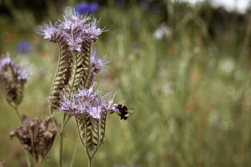 Hummel auf einer Wildblumenwiese