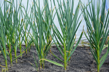 Obraz premium Spring crop - feathers of green onions and garlic grow in the garden.