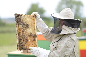 Beekeeper working collect honey. Beekeeping concept.