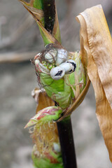 Corn smut (Ustilago zeae). Ustilago maydis disease on corn cob.