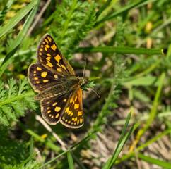 butterfly on a green grass