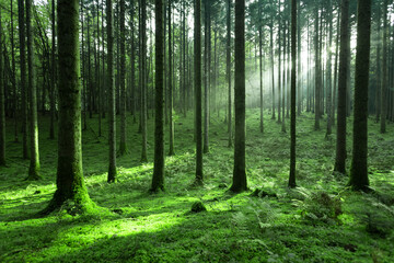 Fototapeta na wymiar Magic sunlight in green mossy conifer tree forest landscape.