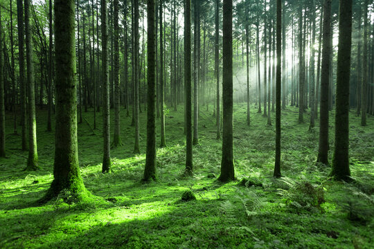 Magic sunlight in green mossy conifer tree forest landscape.