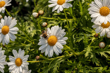 Weiße Margerite mit Biene