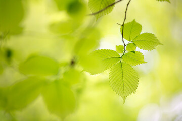 Beautiful spring season green tree branches with leaves.