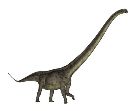 Mamenchisaurus dinosaur walk isolated in white background - 3D render