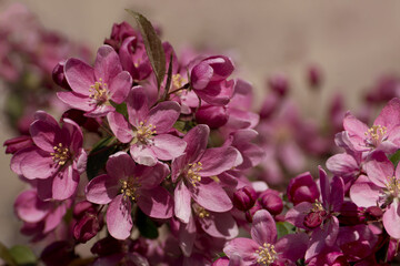 Decorative apple tree.