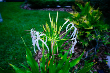 Crinum asiaticum, commonly known as poison bulb