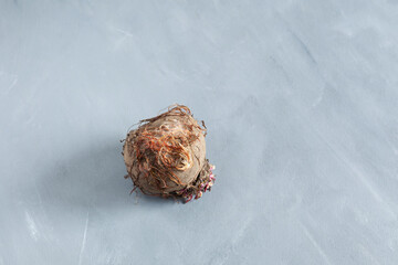 Beetroot covered with mold on gray background. Sprouted ugly vegetables. Food waste