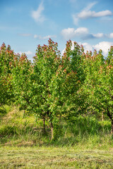 Fototapeta na wymiar Orchard with apricots. Apricot tree farm in Serbia