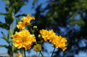 Japanese Roses - Kerria japonica Pleniflora with soft focus sky background 