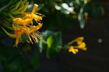 honeysuckle 'Lonicera ' flowers with soft focus natural background