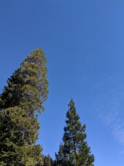 pine tree in the forest