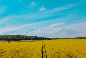 View from above to the field of yellow rapeseed with a track of wheels left in the middle of the image. Small mountain and blue sky at the background. 