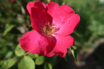 red dog rose blossom
