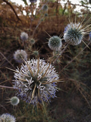 Thorny Thistle flowers with a violet hue on a blurry orange backdrop