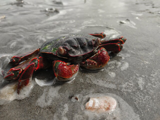 A black and red crab freshwater crab on a beach