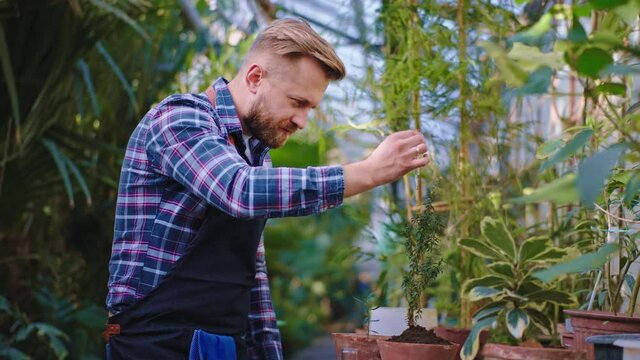 Concentrated gardener man put some drops of vitamins on the decorative plants he take care after them in a big greenhouse