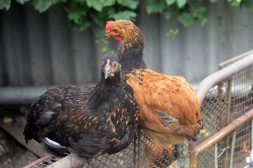 Pets. Domestic bird. Chickens...