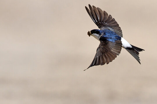 flying house martin / fliegende Mehlschwalbe (Delichon urbicum)