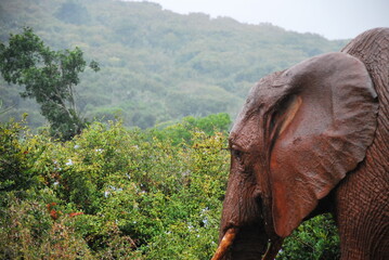 Fototapeta na wymiar elephant close up 