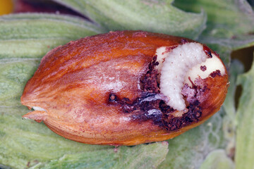 Hazelnut damaged by larva of nut weevil Curculio nucum.  © Tomasz