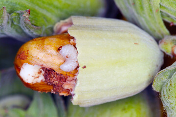 Hazelnut damaged by larva of nut weevil Curculio nucum.  © Tomasz