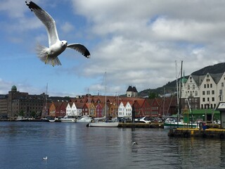 Fototapeta na wymiar Seagull on a sunny day flying by Bryggen in Bergen, Norway 