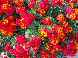 Obraz na płótnie Canvas Flowerbed with red flower clusters