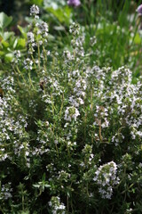 wild blossoms of thyme
