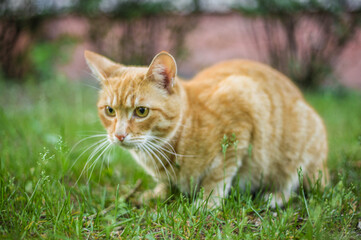Naklejka na ściany i meble Cat in the green grass in the summer. Beautiful red cat with yellow eyes in the summer sun rays outdoors. Copy space for text and blurred background.