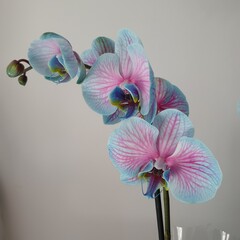 orchidée