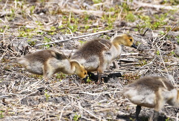 Three Goslings