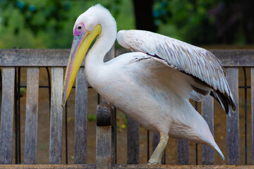 pelican on the beach