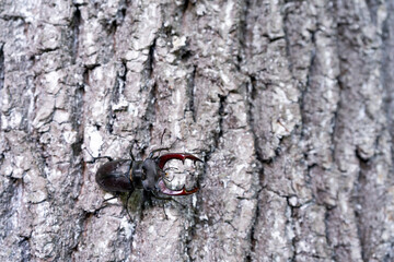 A male stag beetle crawls down a tree trunk.