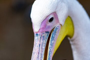 close up of a pelican