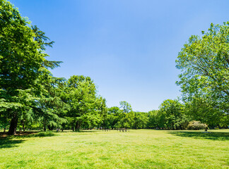 青空と緑の公園