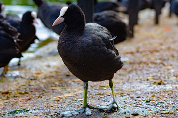 black winged blackbird Coot (Fulica atra)